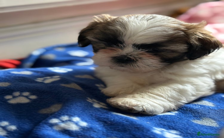 Shih Tzu dogs - Advert 3