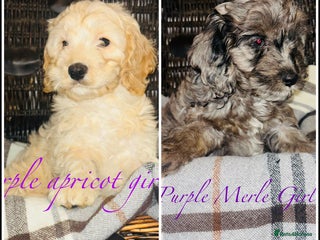 Cavapoo dogs - Advert 5