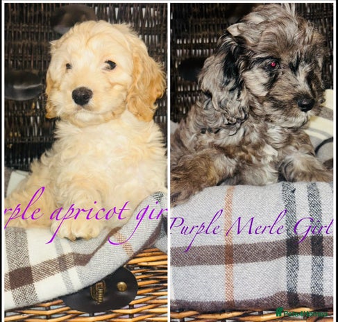 Cavapoo dogs - Advert 2