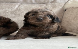 Cockapoo dogs for sale: 😍😍 F1 cockapoo puppies 😍😍 - Image 4