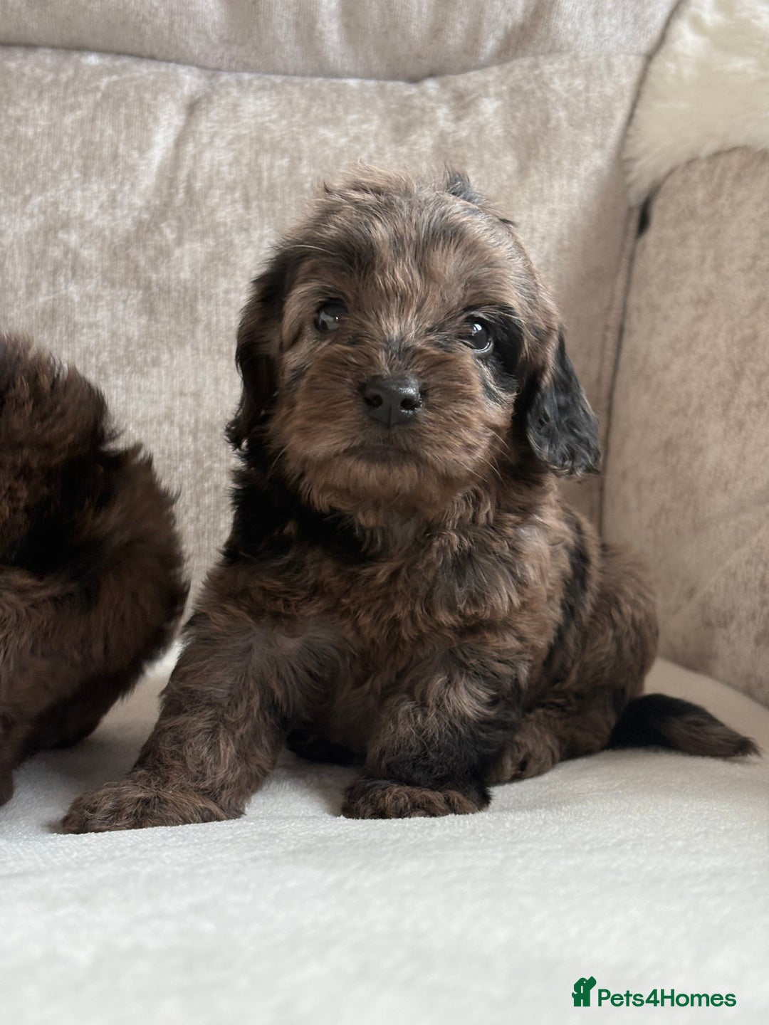 Cockapoo dogs for sale: 😍😍 F1 cockapoo puppies 😍😍 - Image 4