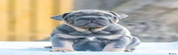 English Bulldog dogs for sale: Ready to leave ENGLISH BULLDOG PUPPIES  in Castleford - Advert 10