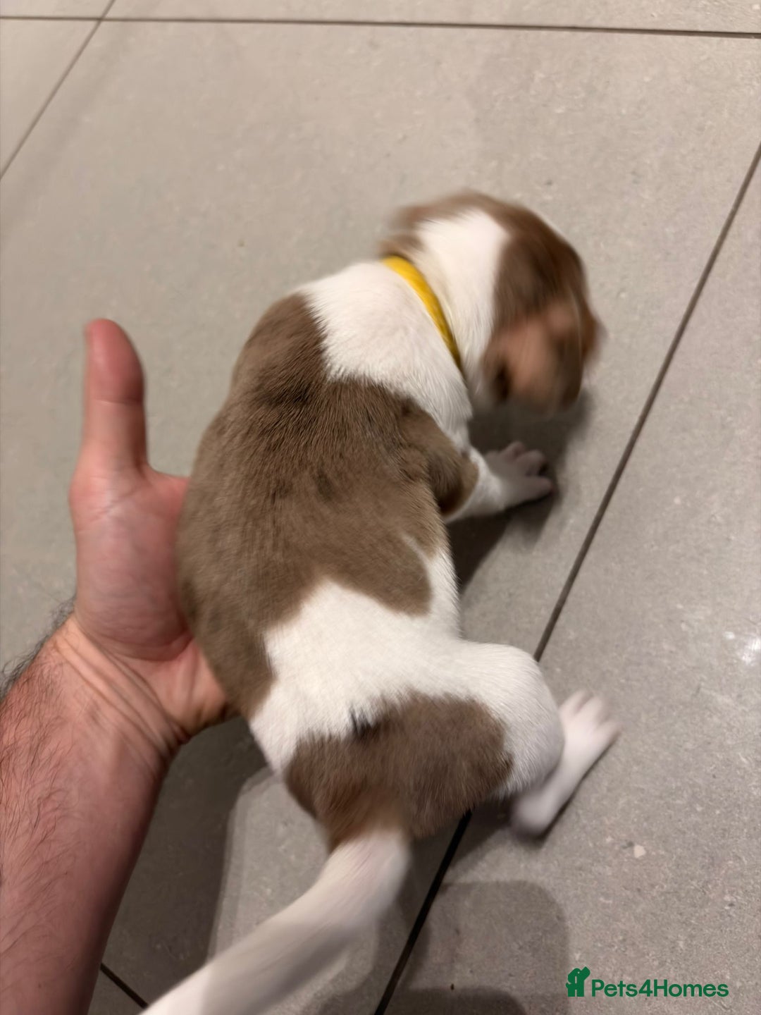 Jack Russell dogs for sale: Beautiful Jack Russell Puppy – Last One Left  - Advert 4