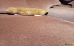Mixed Breed cats for sale: Four mixed breed British short kittens - Image 11