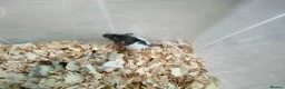 Rat rodents for sale: Baby hooded rats - Advert 5