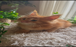 Maine Coon cats for sale: Beautiful GCCF Maine Coon kittens - Advert 39