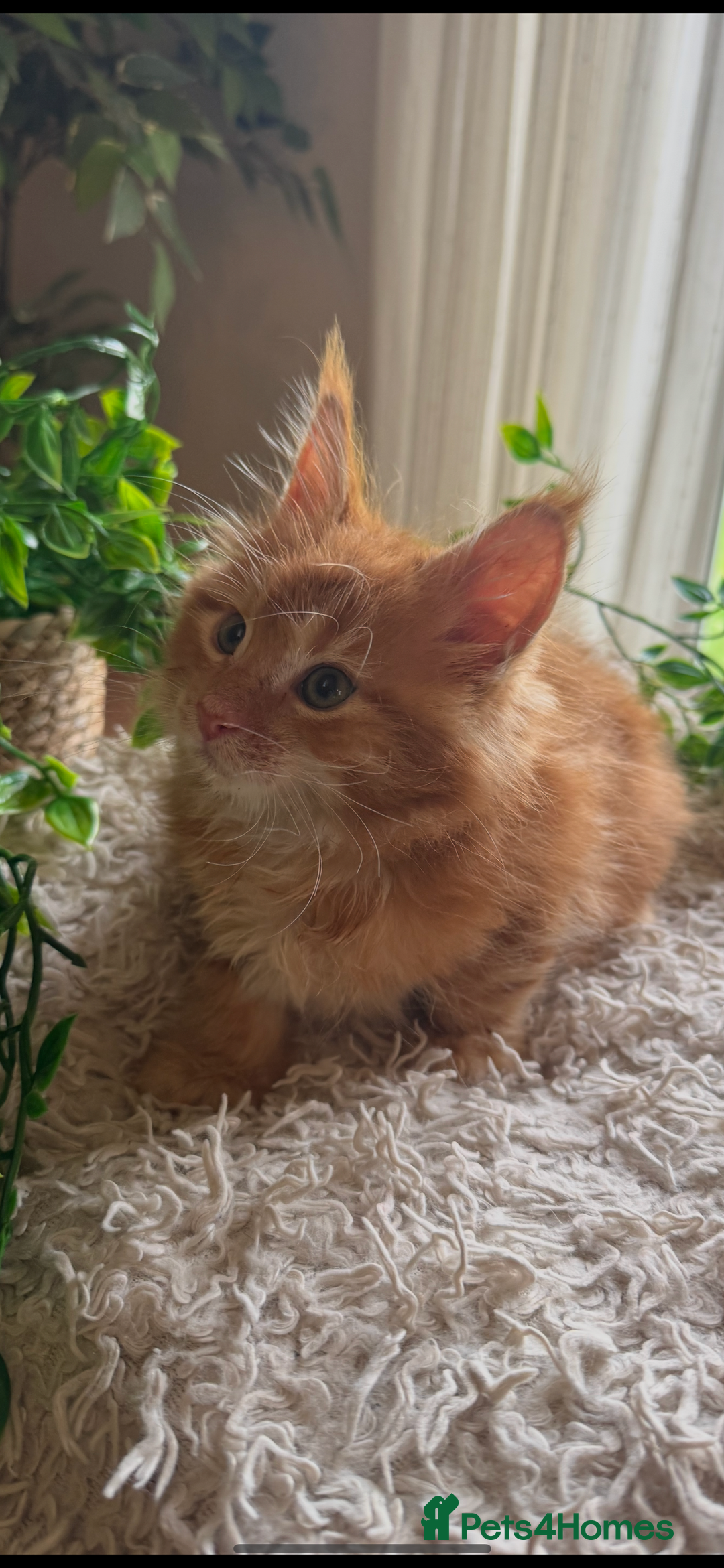 Maine Coon cats for sale: Beautiful GCCF Maine Coon kittens - Advert 39