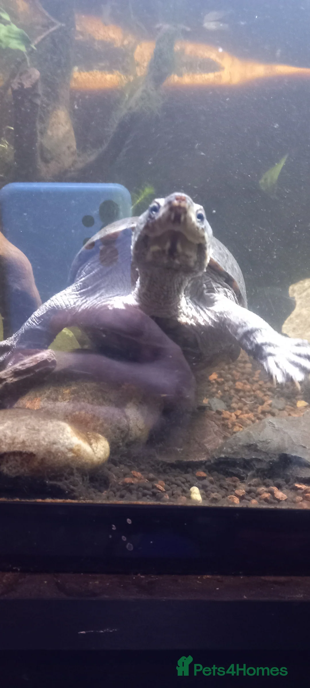 Turtle reptiles for sale: Hardcase the musk turtle - Advert 3