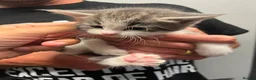 Mixed Breed cats for sale: Gorgeous kittens  in Bristol - Advert 8