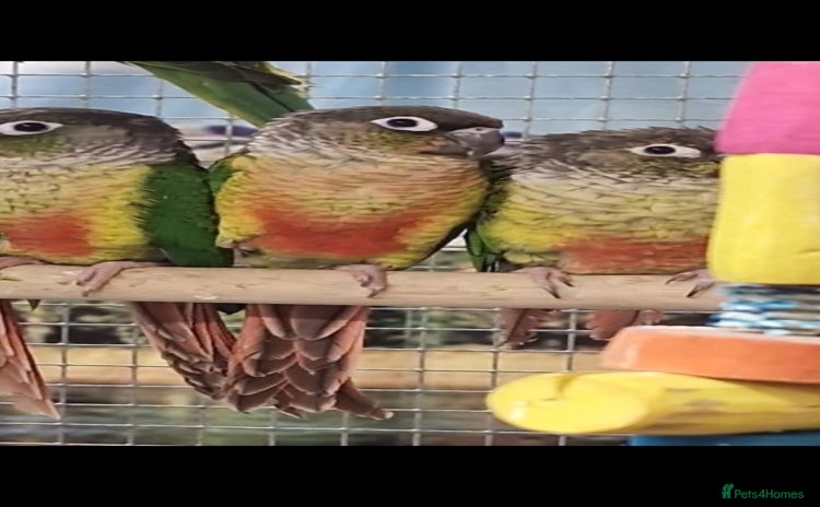 Parrots birds Available BIRDS/PARAKEETS/PARROTS  - Advert 2