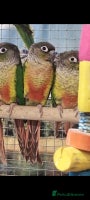 Parrots birds Available BIRDS/PARAKEETS/PARROTS - Advert 5