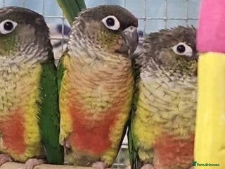 Parrots birds Available BIRDS/PARAKEETS/PARROTS - Advert 6