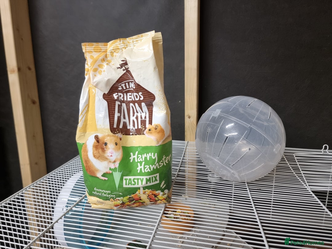 Hamster rodents for sale: Sweet young hamster with large cage&full set up - Image 10