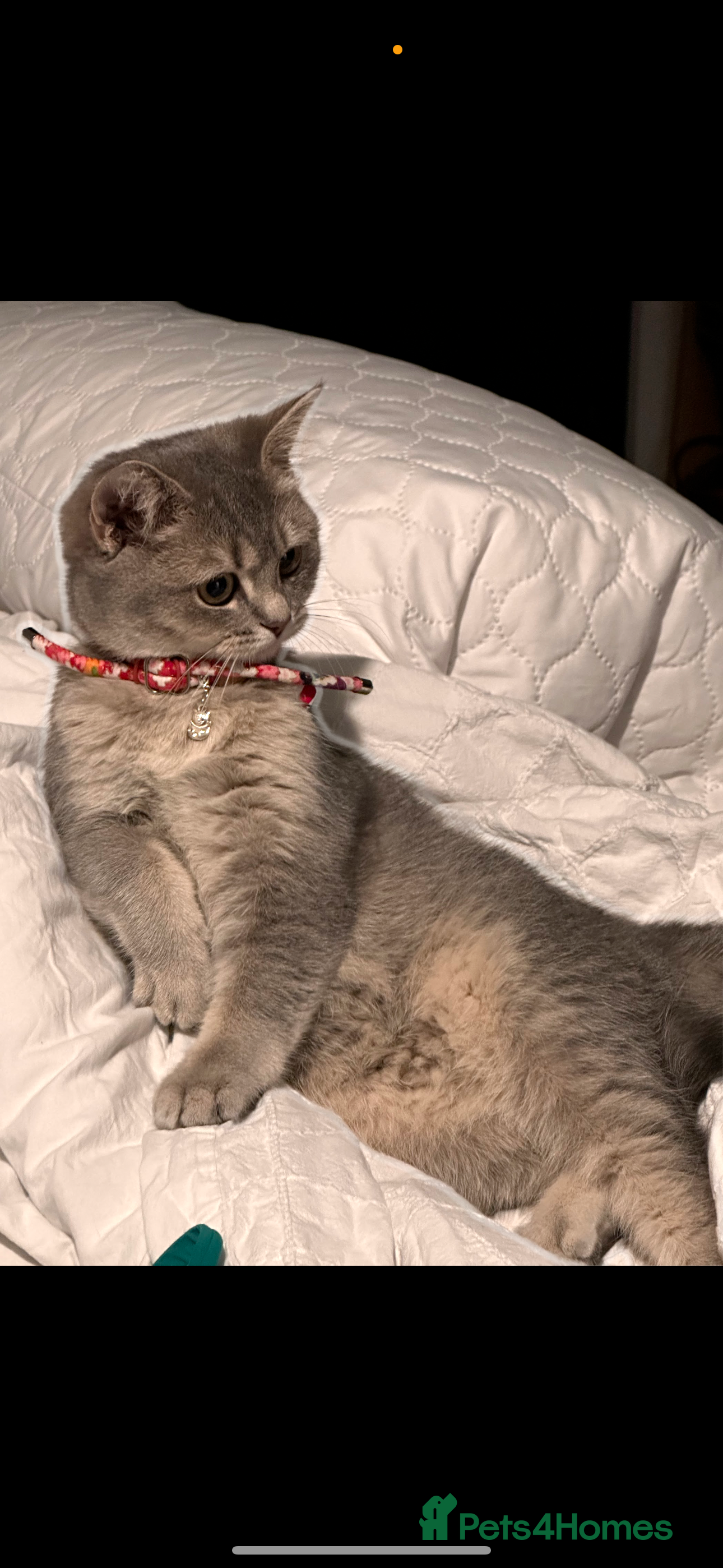 British Shorthair cats BSH kittens female  - Advert 6