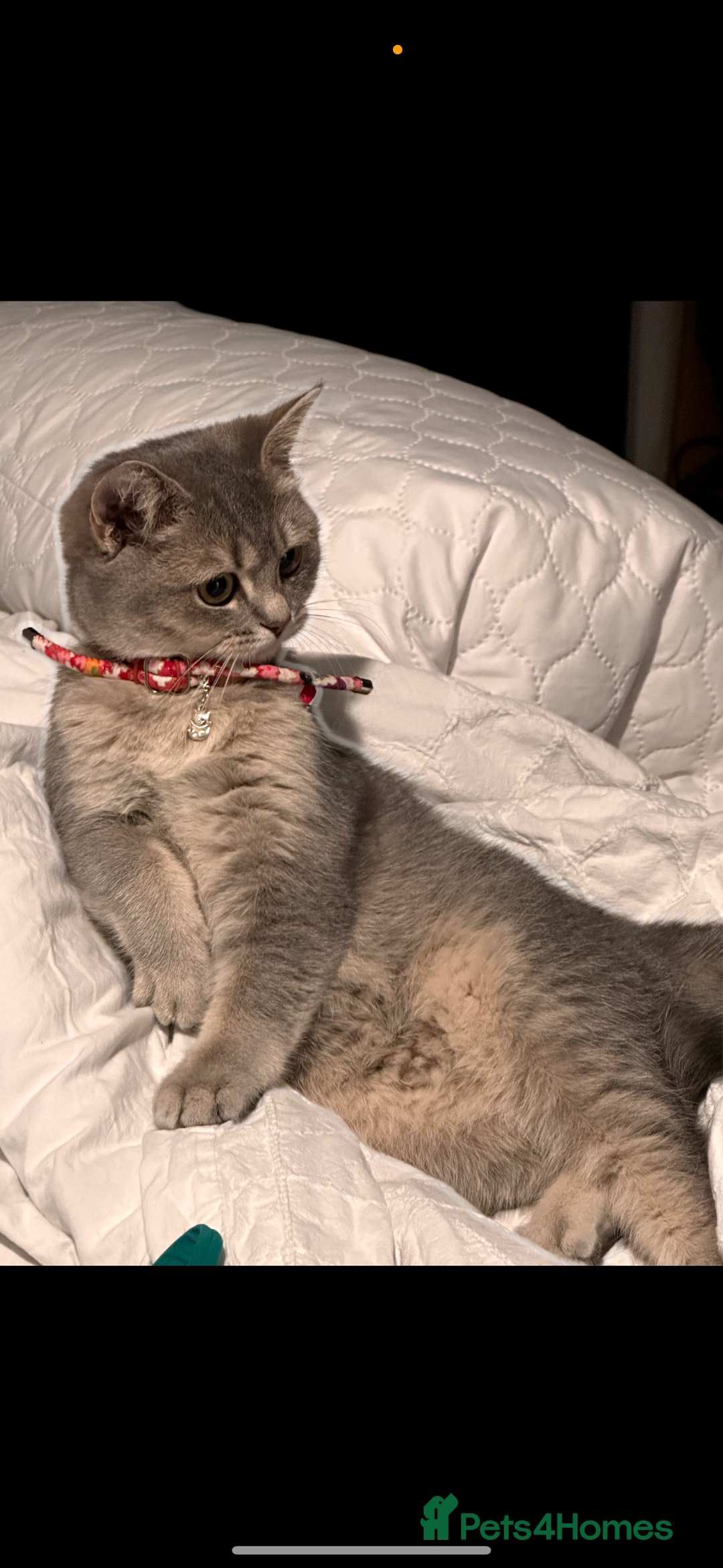 British Shorthair cats for sale:  Indoors BSH kittens female  - Advert 1