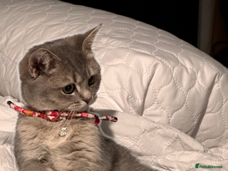 British Shorthair cats BSH kittens female - Advert 6