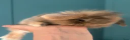 Mini Lion Lop rabbits for sale: 6 Mini Lion Lop Bunnies Available 🐰 - Advert 19