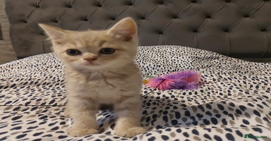 British Shorthair cats - Advert 13