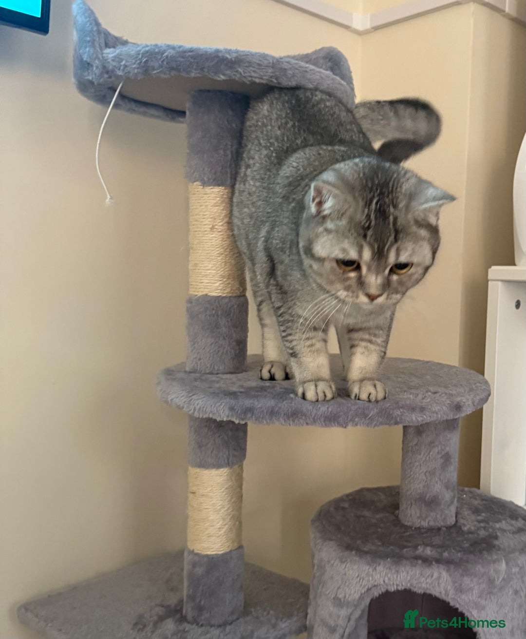 British Shorthair cats for sale: British short hair  - Advert 2