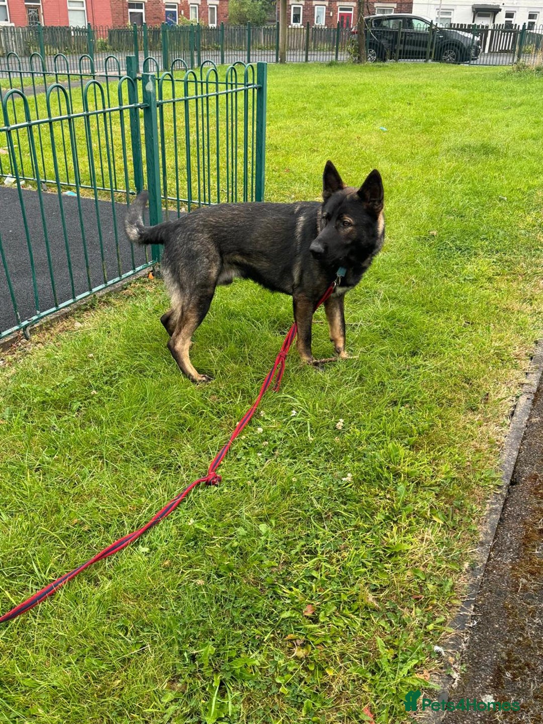German Shepherd dogs for sale: German Shepherd (Security dog / Pet at home) - Advert 3