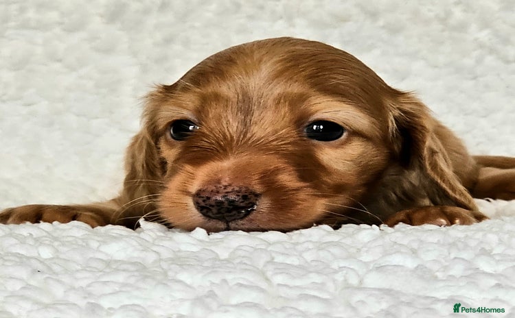 Miniature Dachshund dogs - Advert 6