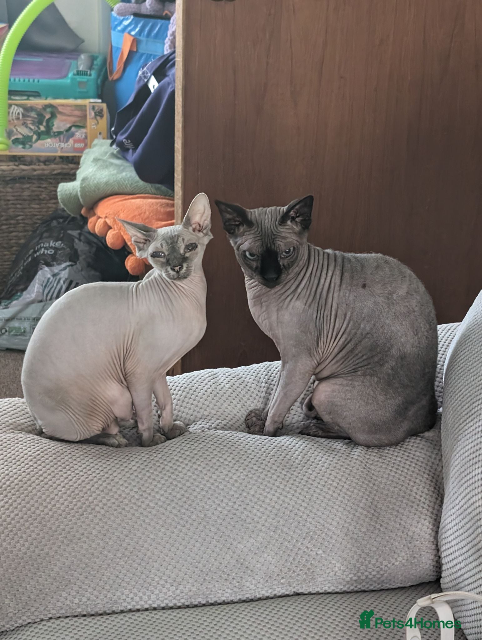 Sphynx cats Sphinx kitten  - Advert 1