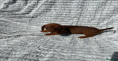 Dachshund dogs - Advert 4