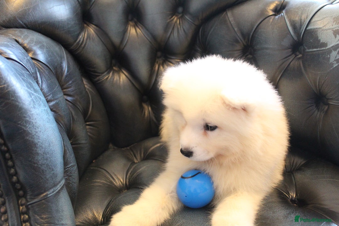 Samoyed dogs for sale: Samoyed puppies looking for the new loving  home - Image 11