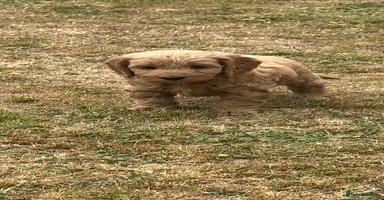 Cockapoo dogs - Advert 2