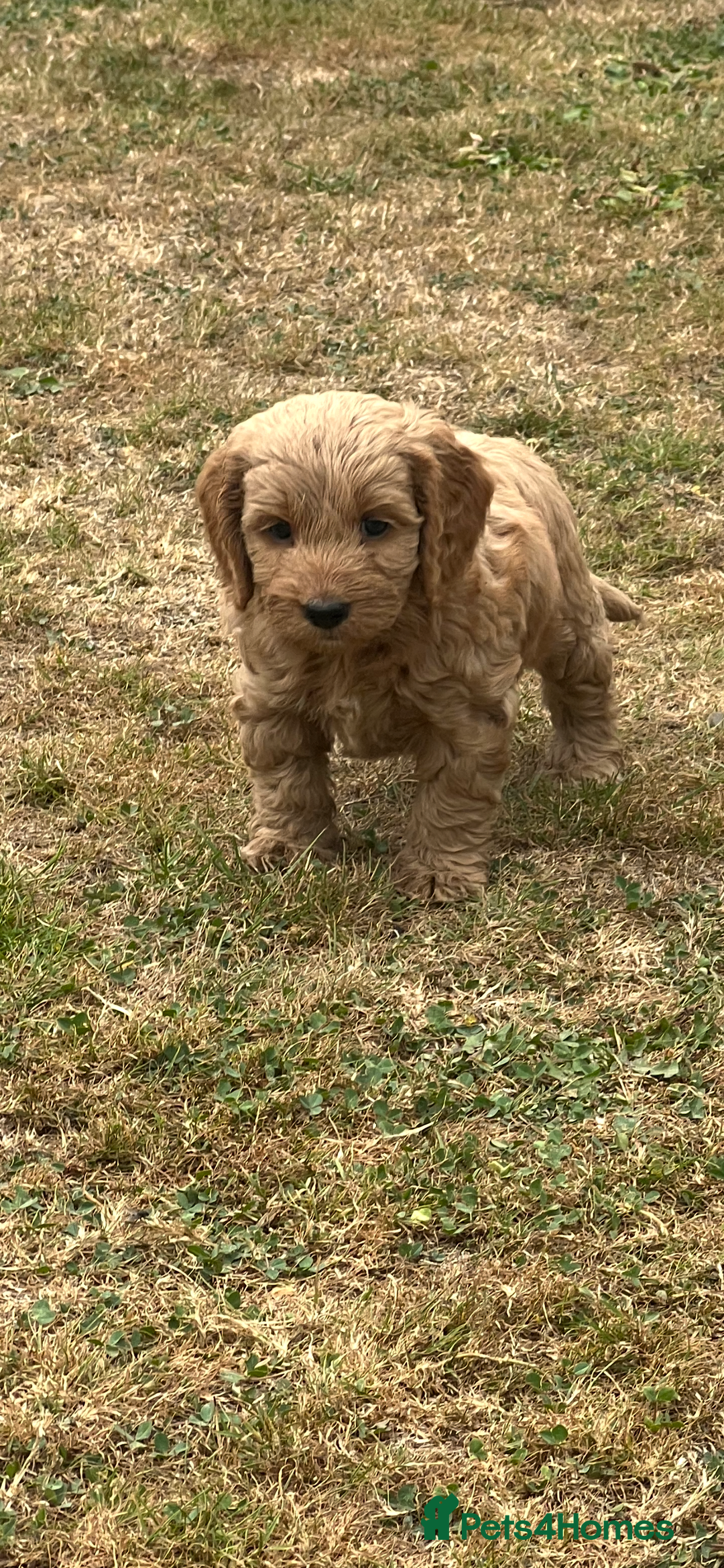 Cockapoo dogs for sale: Gorgeous F1 Cockapoo puppies - Image 3