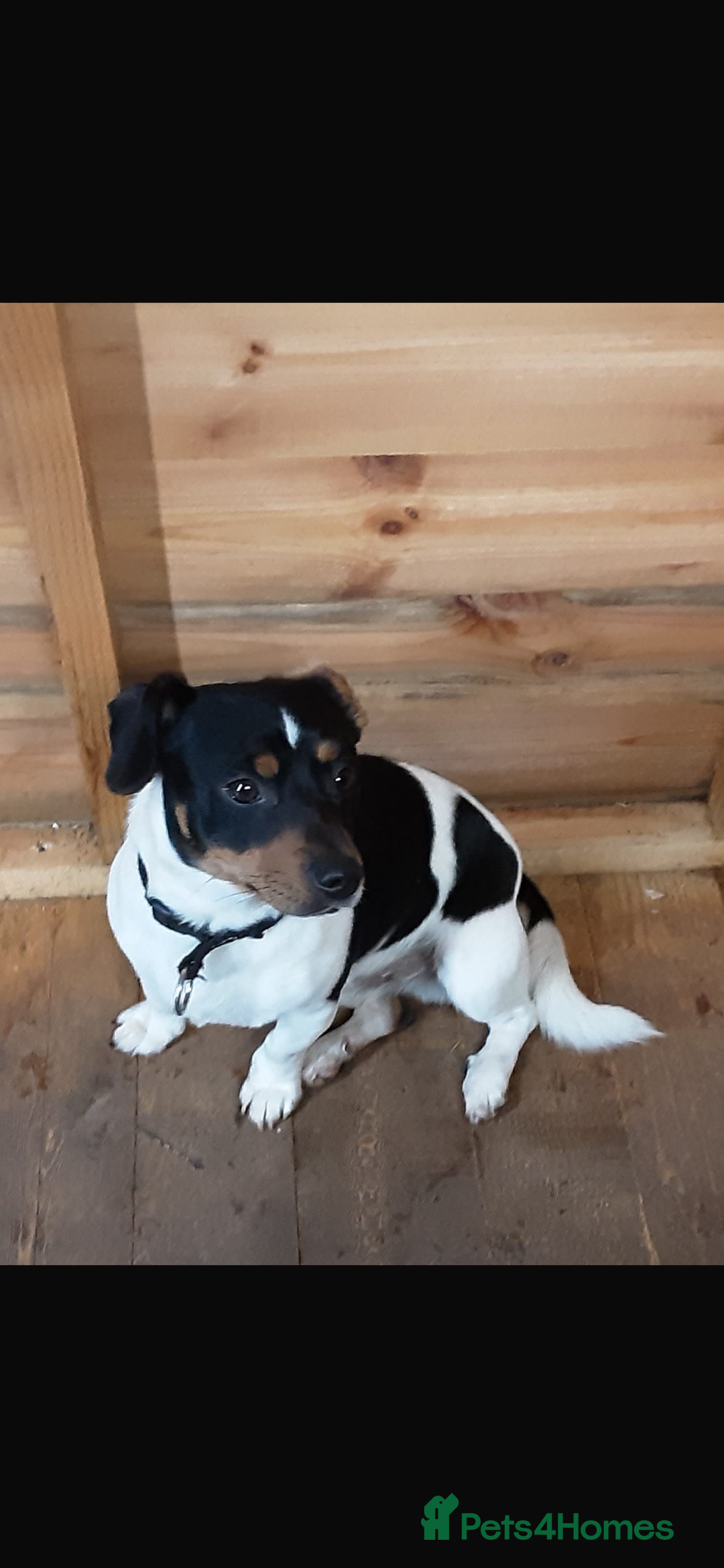 Jack Russell dogs for sale: Jack Russel puppies - Advert 3