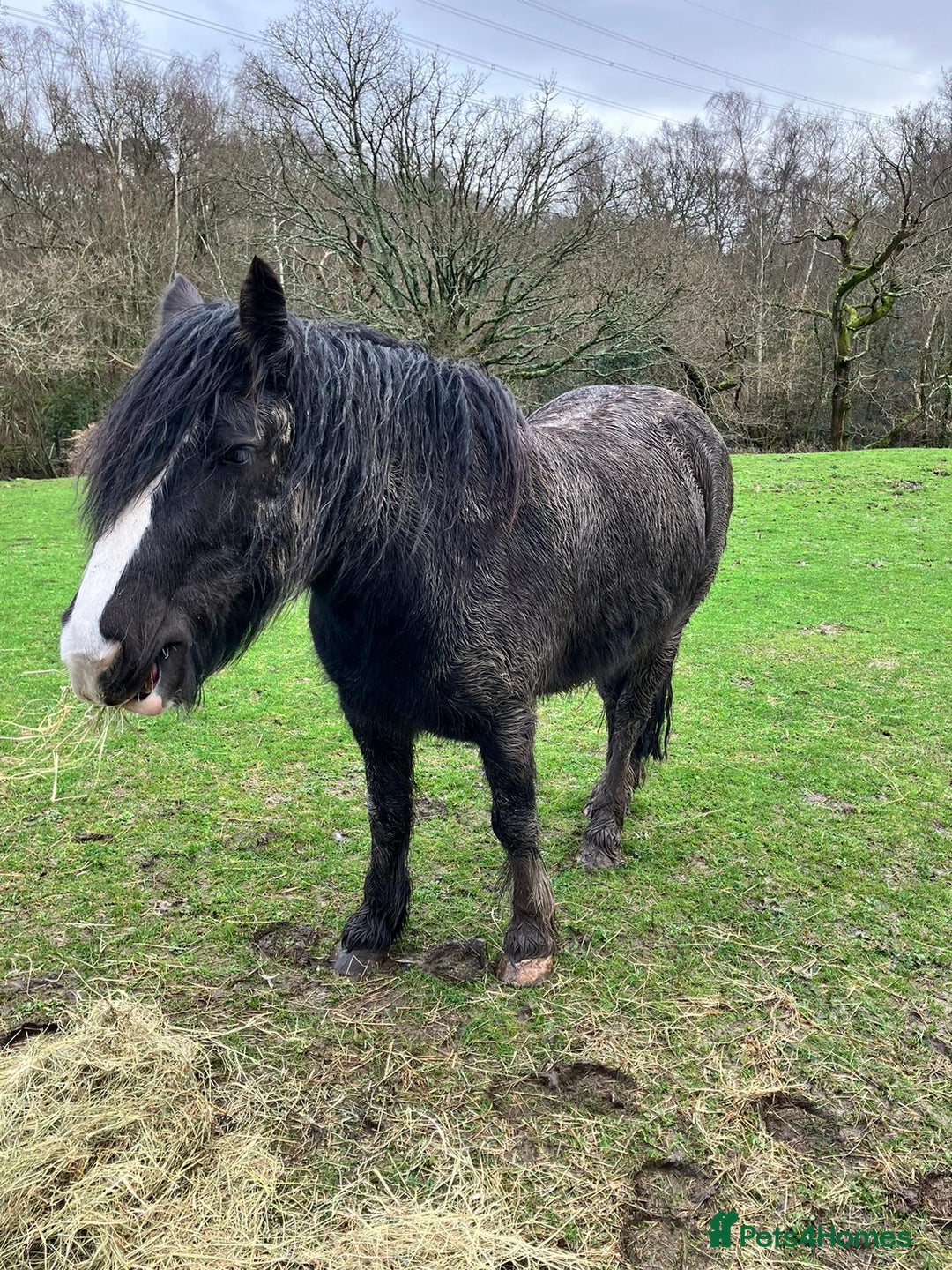 Irish Cob horses for sale: 14hh Cob X Welsh 6 years old  - Advert 1