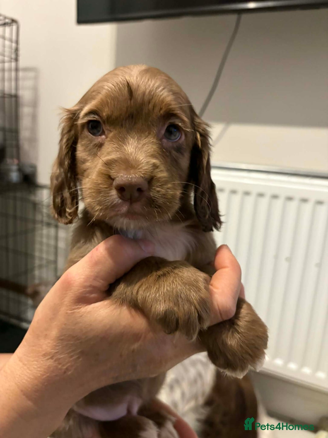 Cocker Spaniel dogs for sale: KC reg parents DNA health tested “show type”   - Advert 7