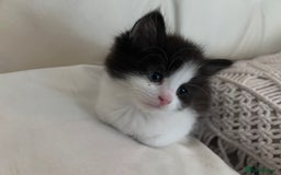 Mixed Breed cats for sale: 4 black + white mixed kittens - Image 3
