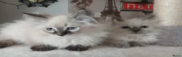 Siberian cats for sale: Beautiful Siberian kittens  in Wigan - Advert 11