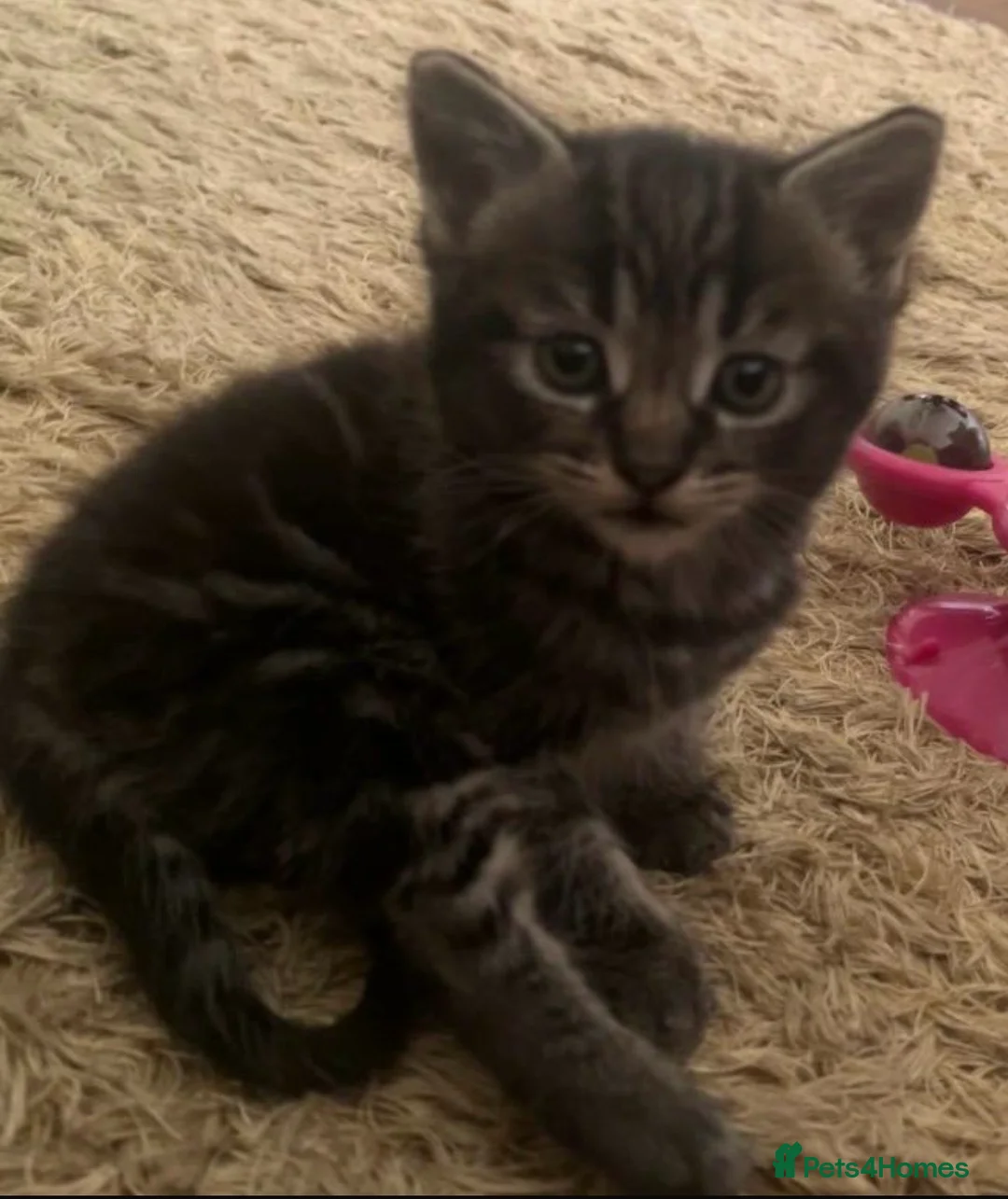 Mixed Breed cats for sale: Beautiful Male Kitten  - Advert 1