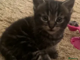 Mixed Breed cats Beautiful Male Kitten - Advert 1
