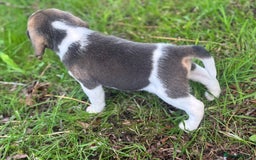 Beagle dogs for sale: KC REGISTERED SHOW TUOE BEAGLE PUPPIES  - Image 16