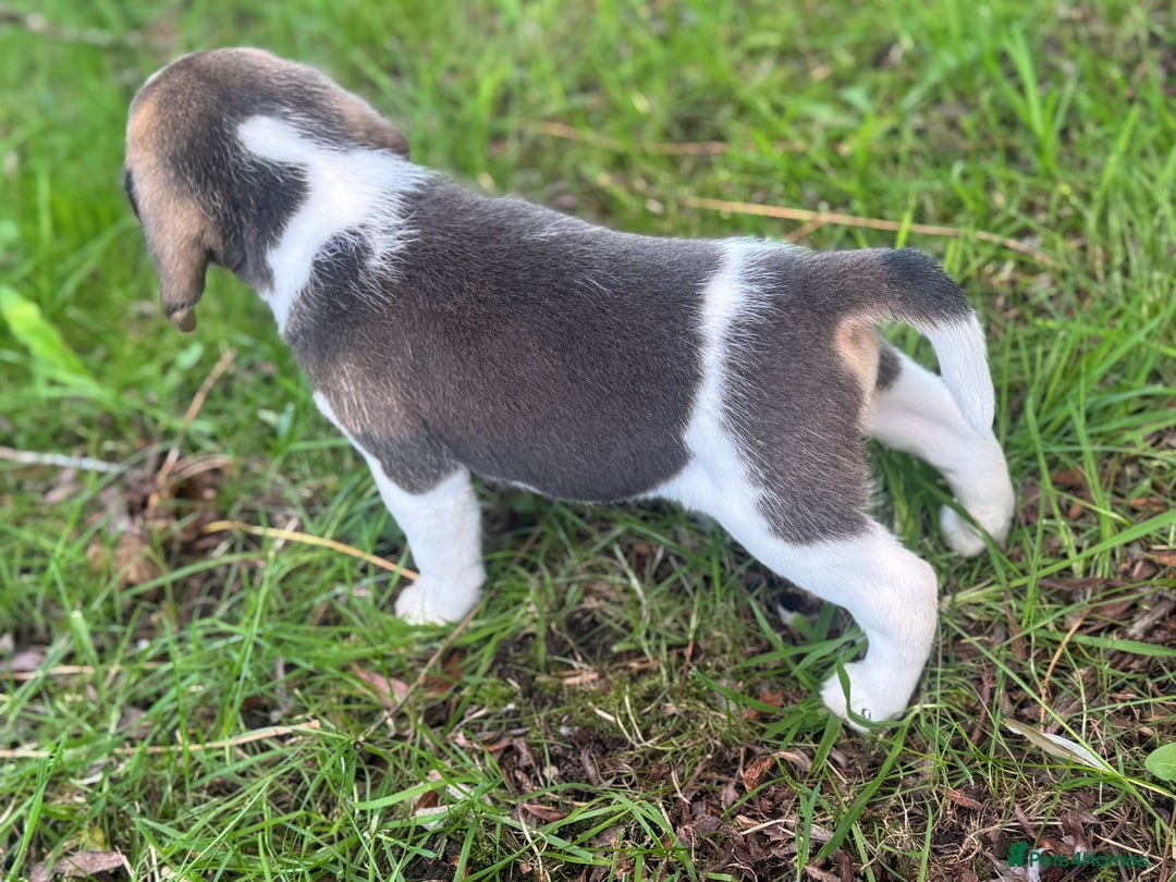 Beagle dogs for sale: KC REGISTERED SHOW TUOE BEAGLE PUPPIES  - Image 16