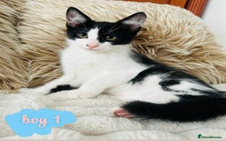 Mixed Breed cats for sale: Beautiful Kittens For Sale  - Image 4
