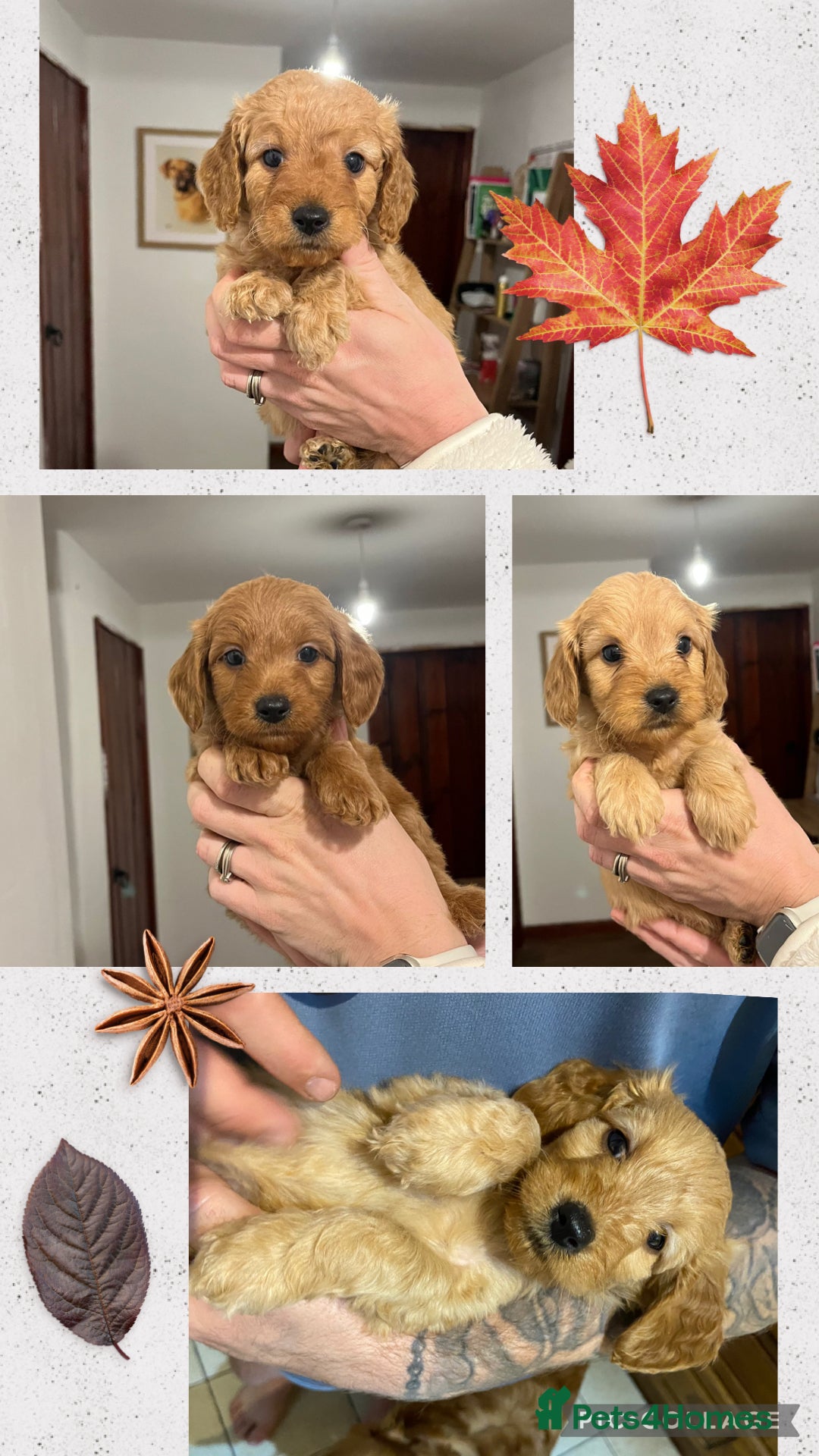 Mini Goldendoodle dogs for sale: Mini Goldendoodle Puppies ready now  - Advert 2