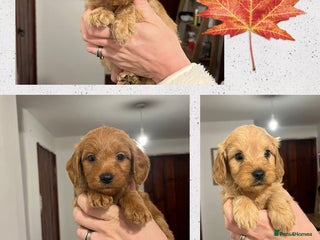 Mini Goldendoodle dogs Beautiful Mini Goldendoodle Puppies - Advert 1