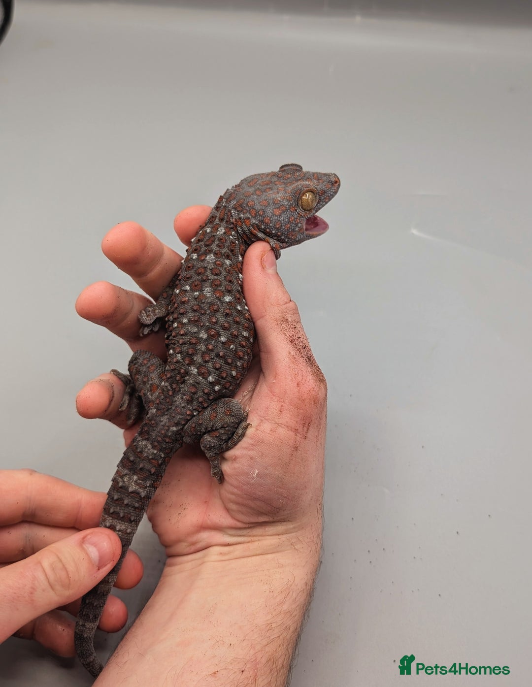 Gecko reptiles for sale: Male Tokay Gecko Proven  - Advert 1