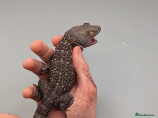 Gecko reptiles Male Tokay Gecko Proven - Advert 15