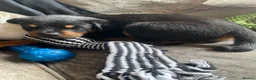 Rottweiler dogs for sale: Rottweiler Puppies - Advert 2