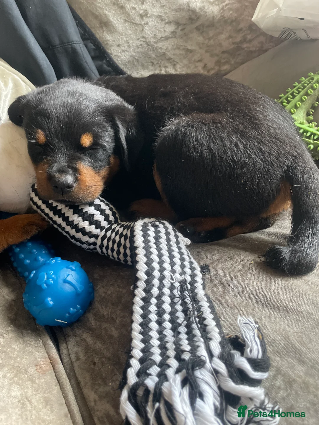 Rottweiler dogs for sale: Rottweiler Puppies - Advert 2