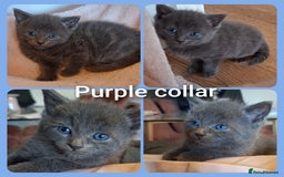 Mixed Breed cats for sale: 5 gorgeous kittens - Image 5