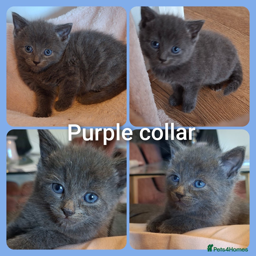 Mixed Breed cats for sale: 5 gorgeous kittens - Image 5