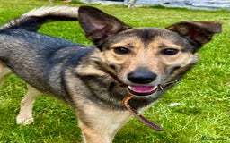 German Shepherd dogs for adoption: Buzz — The Gentle Soul  in West Malling - Image 1