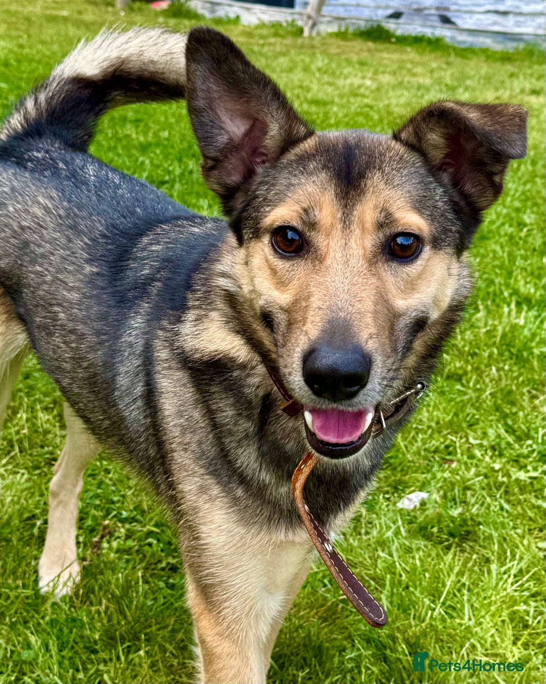 German Shepherd dogs for adoption: Buzz — The Gentle Soul  in West Malling - Image 1
